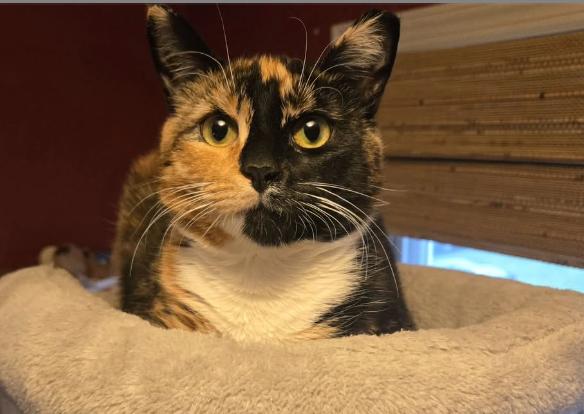 Sutton, a Adoptable Calico in Flushing, NY image 3/3