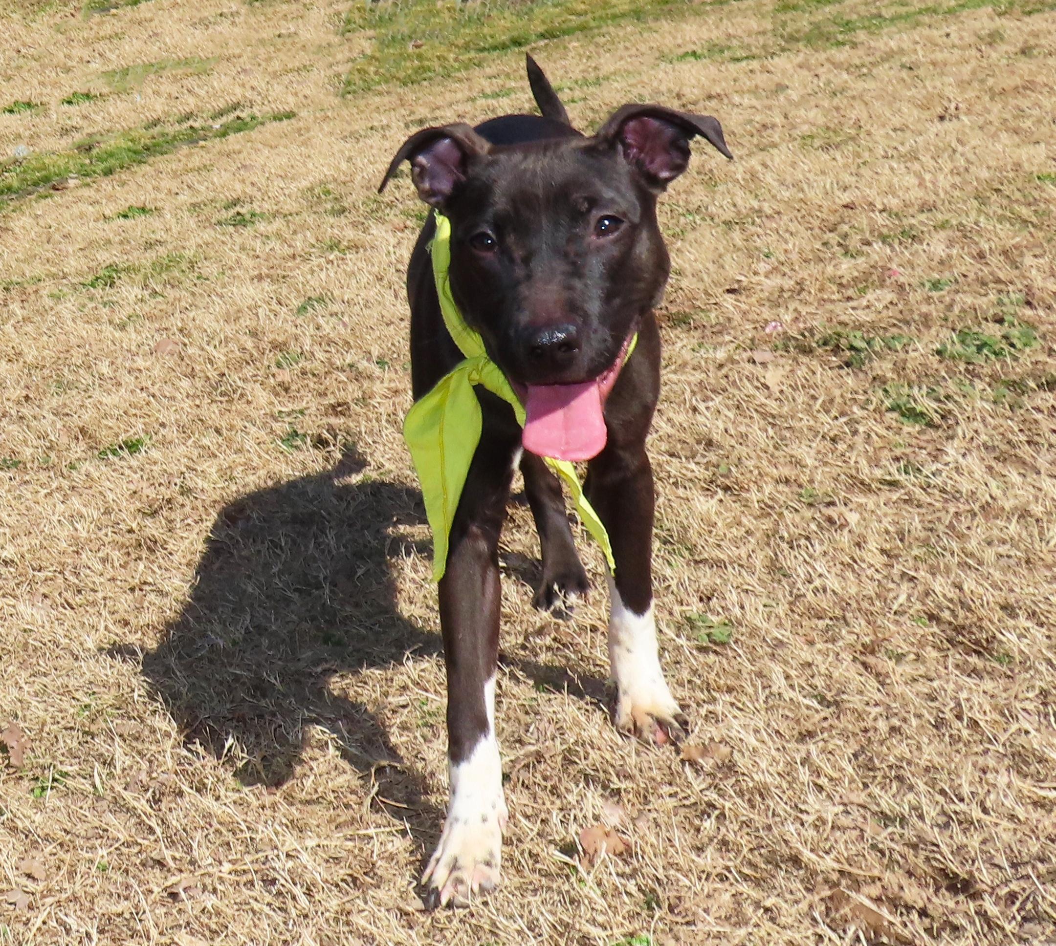 Enlarge Good Girl  26C-27, a ADOPTABLE mixed breed in Rogers, AR image 5/5