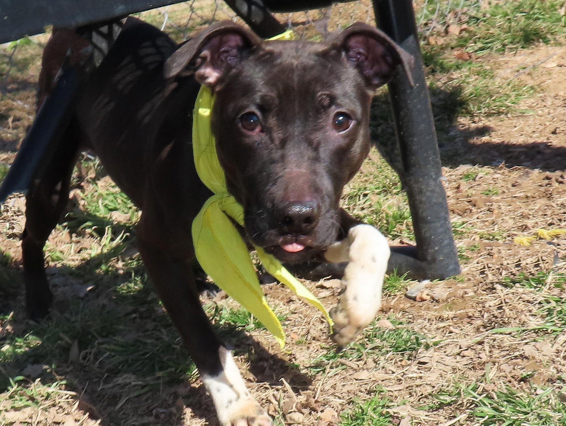 Good Girl  26C-27, ADOPTABLE, Puppy Female Staffordshire Bull Terrier & Whippet.