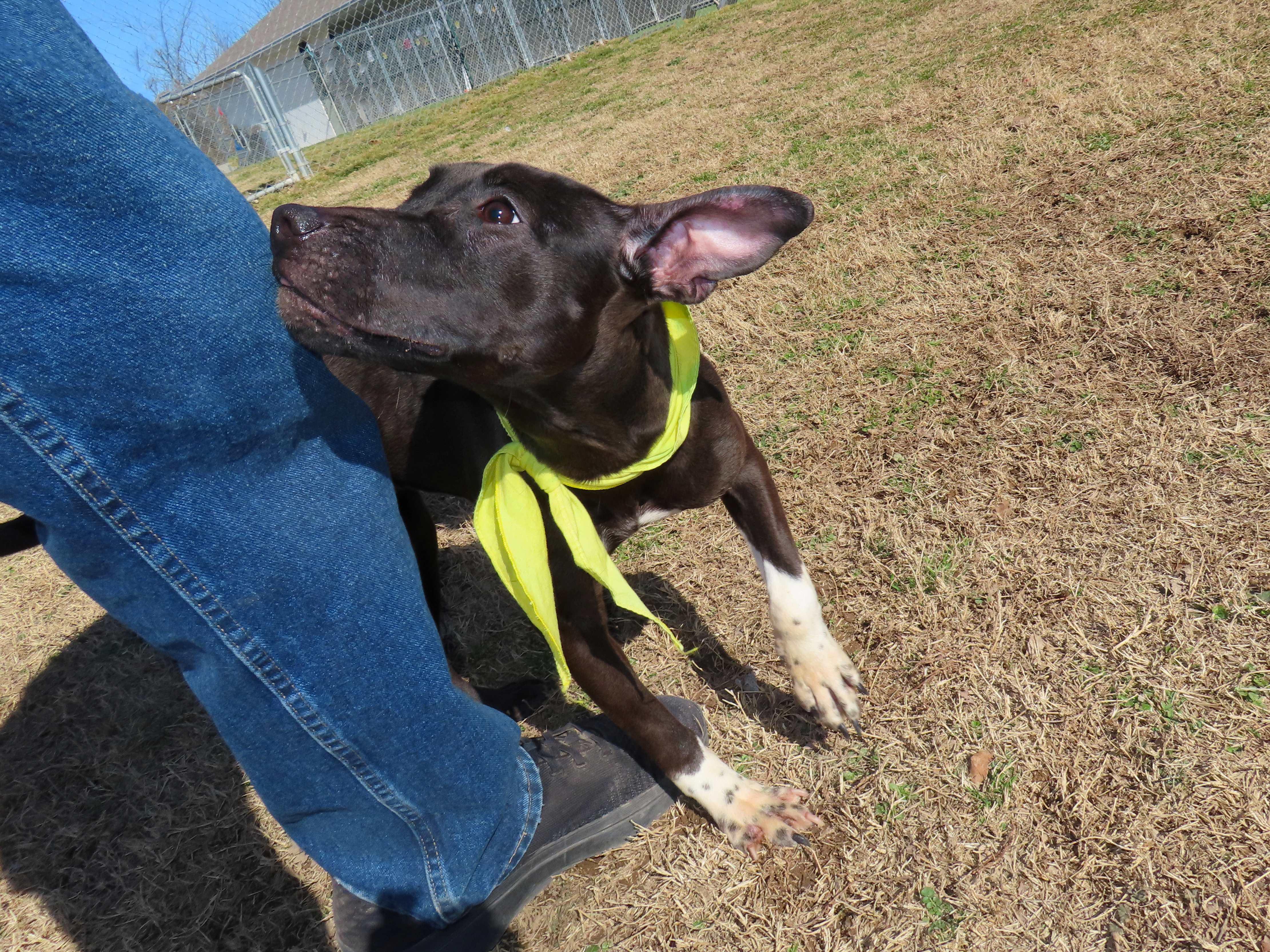 Enlarge Good Girl  26C-27, a ADOPTABLE mixed breed in Rogers, AR image 2/5