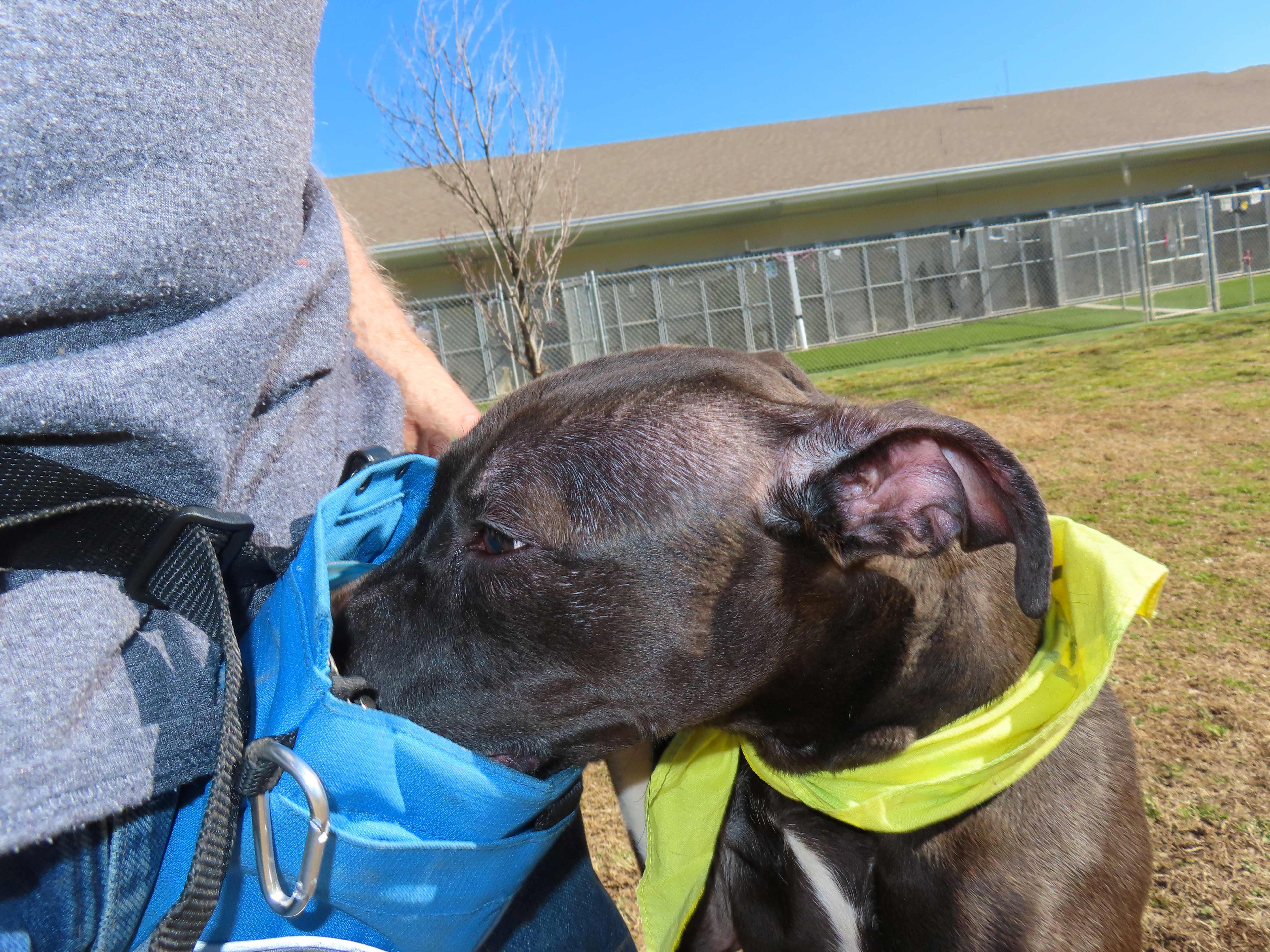 Enlarge Good Girl  26C-27, a ADOPTABLE mixed breed in Rogers, AR image 3/5