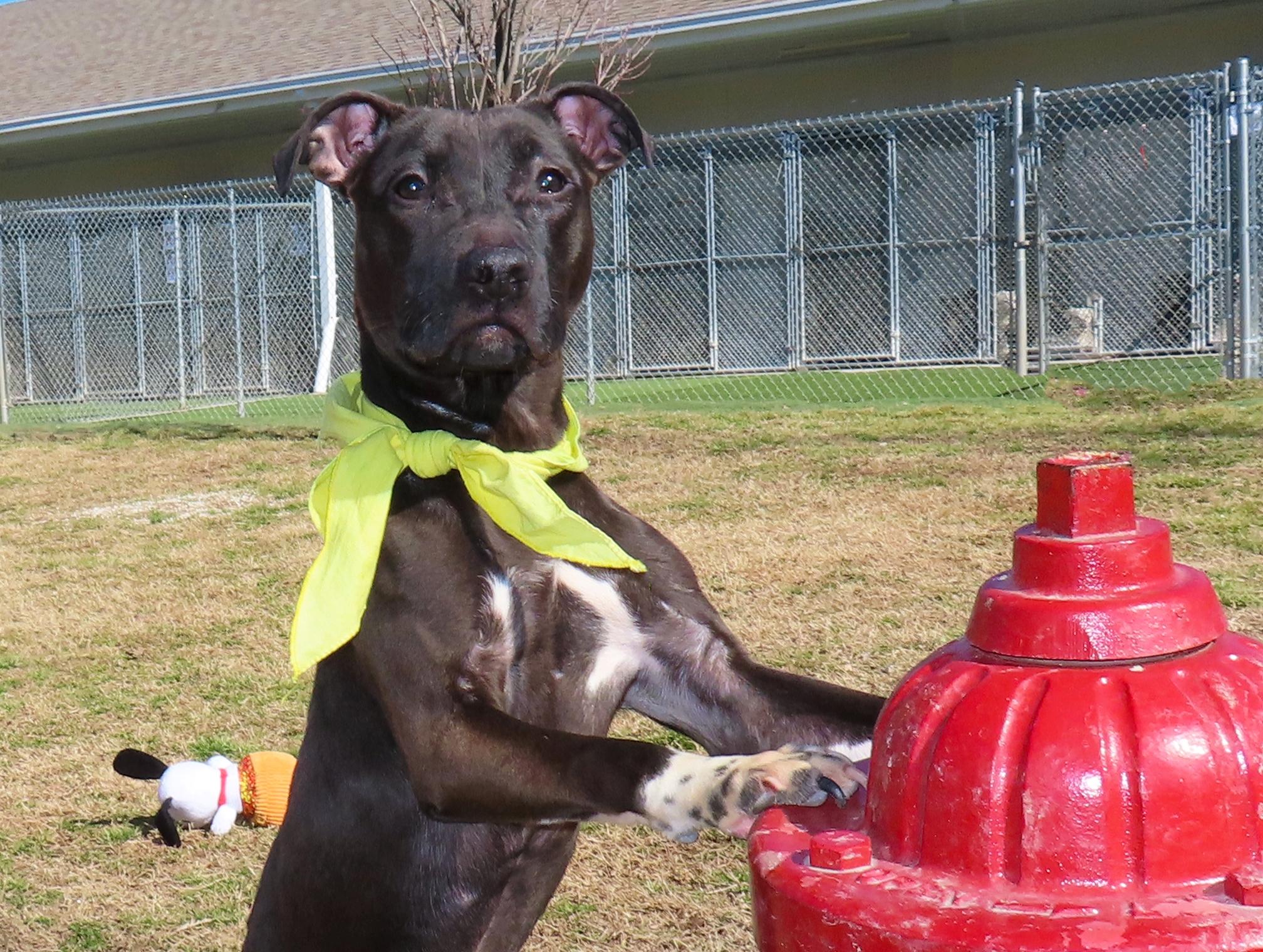 Enlarge Good Girl  26C-27, a ADOPTABLE mixed breed in Rogers, AR image 4/5