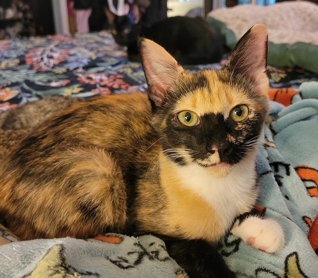 Skittles, Adoptable, Kitten Female Domestic Short Hair.