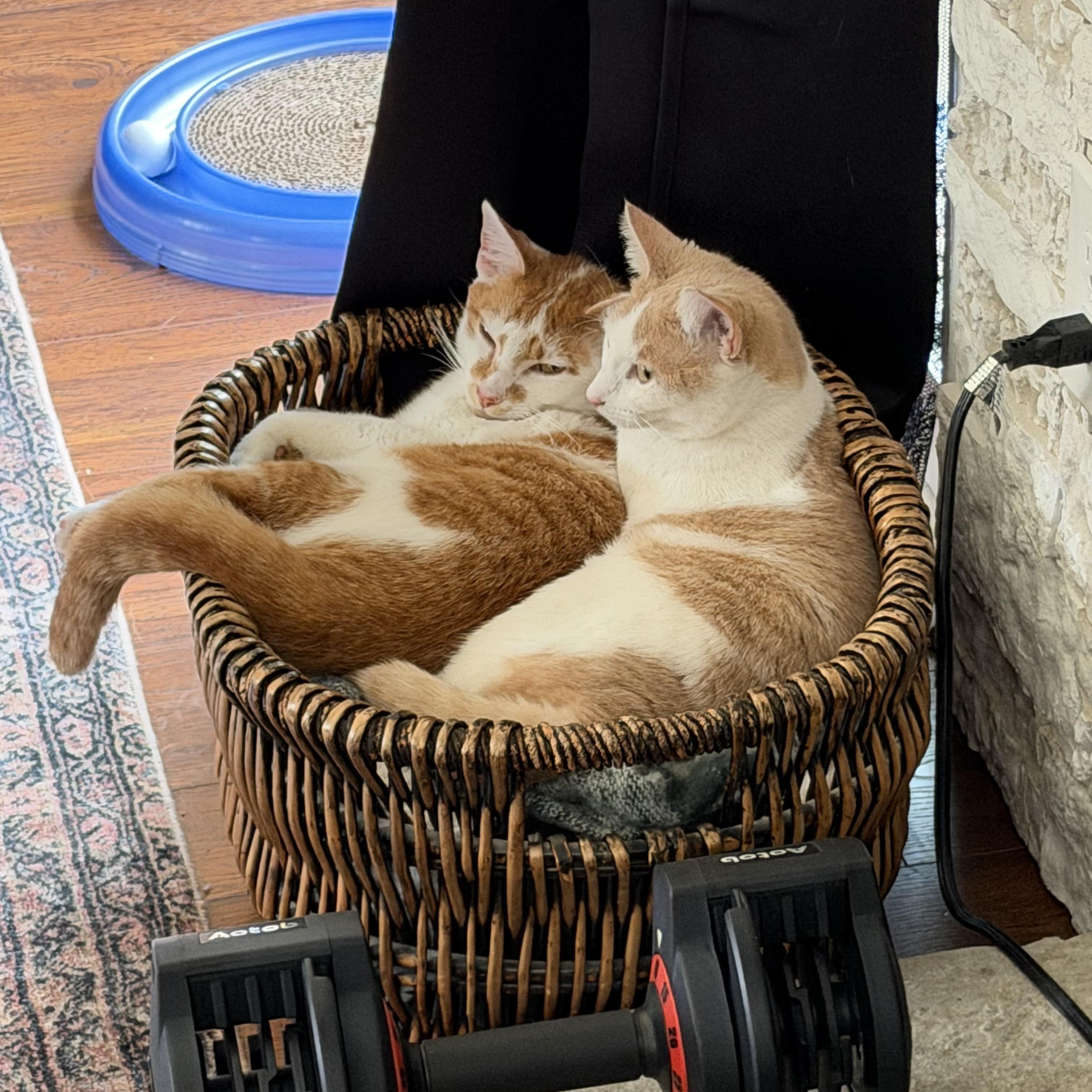 WOODY & BUNNY , an adopted Domestic Short Hair in Independence, OH image 3/4