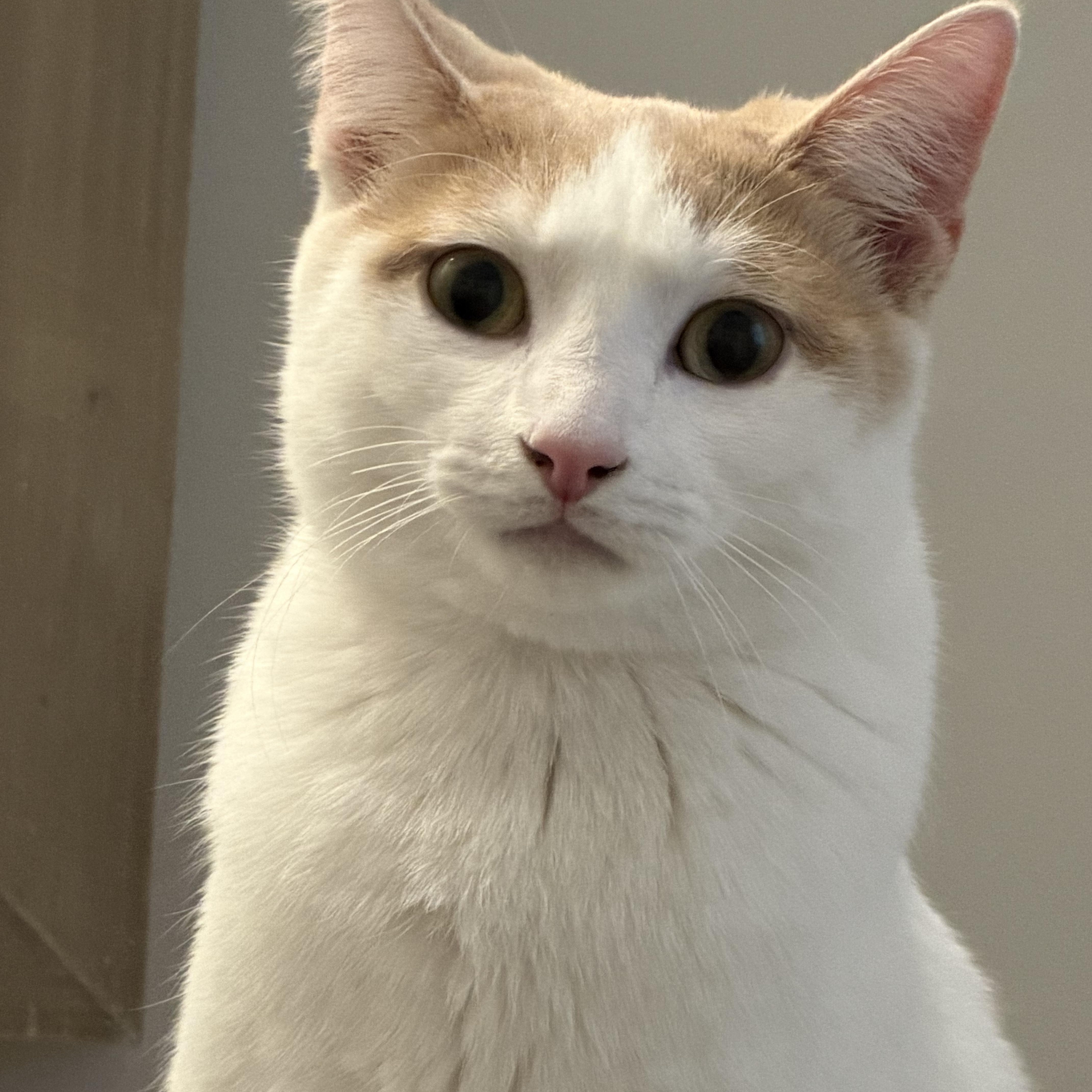 WOODY & BUNNY , an adopted Domestic Short Hair in Independence, OH image 4/4