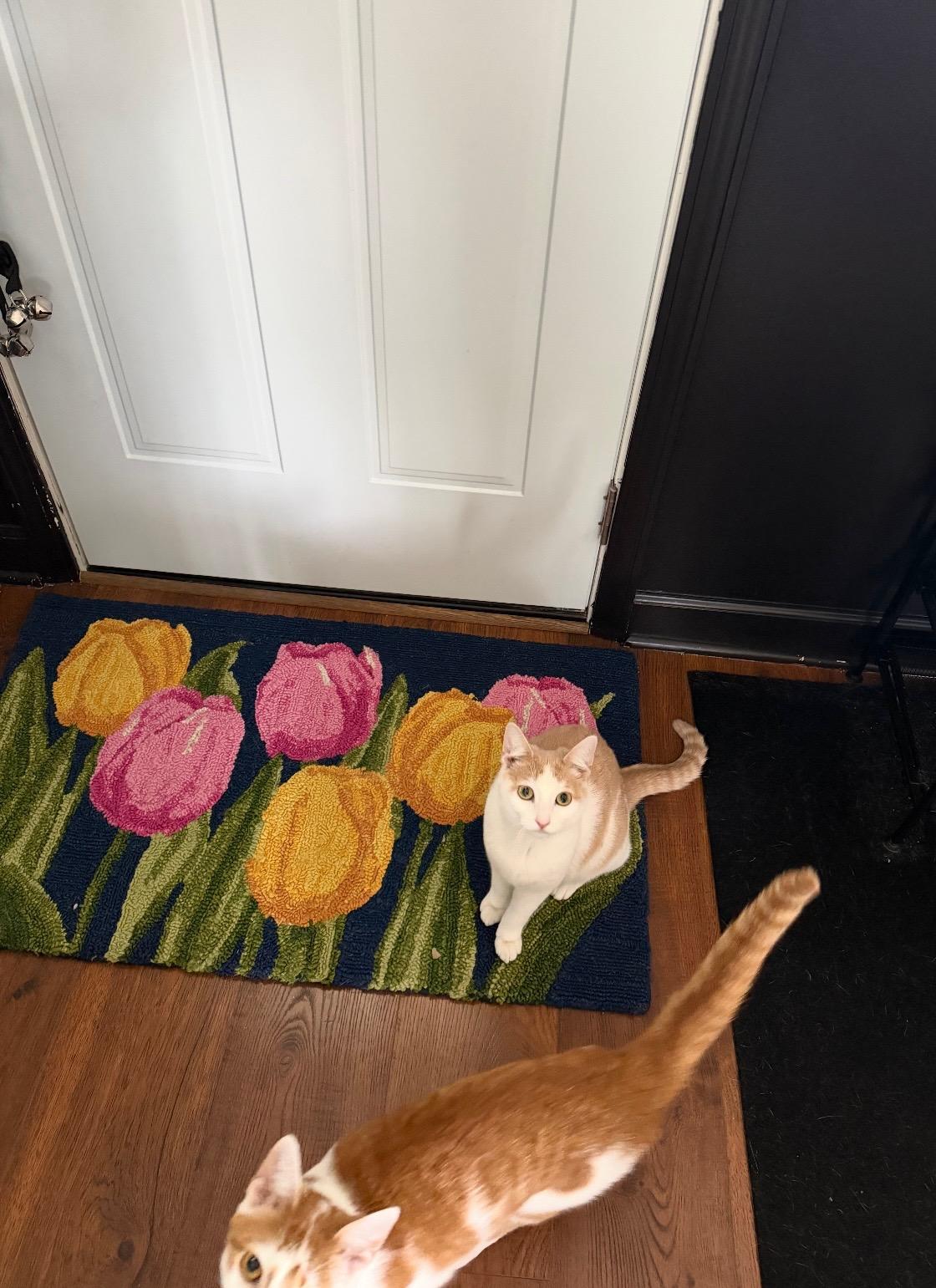 WOODY & BUNNY , an adopted Domestic Short Hair in Independence, OH image 2/4