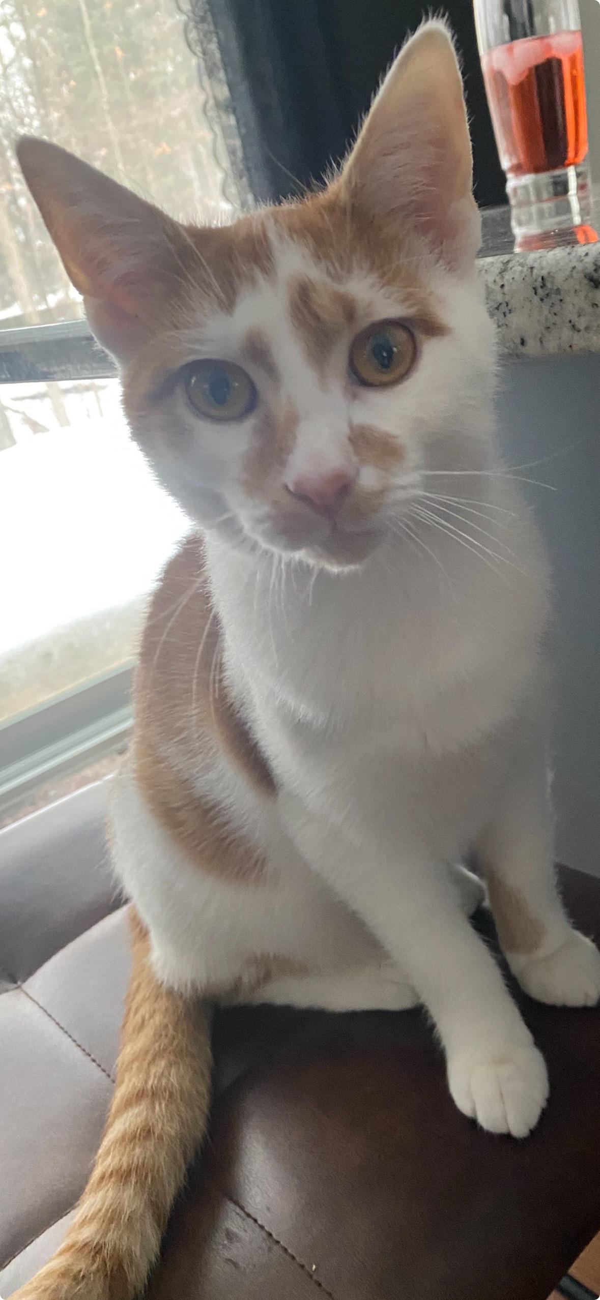 WOODY & BUNNY , an adopted Domestic Short Hair in Independence, OH image 1/4