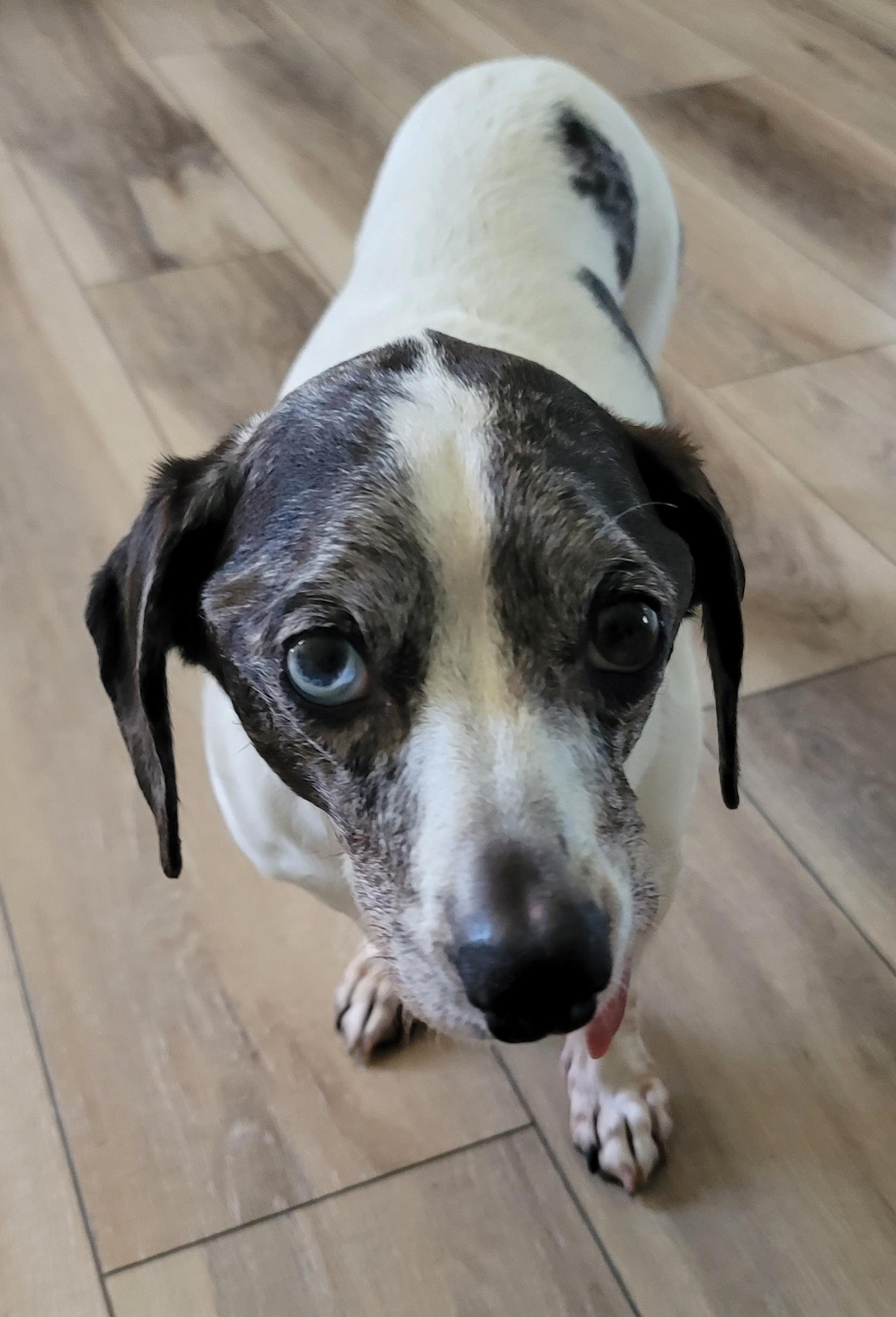 Enlarge Sherman, a Adoptable mixed breed in Midlothian, VA image 2/2