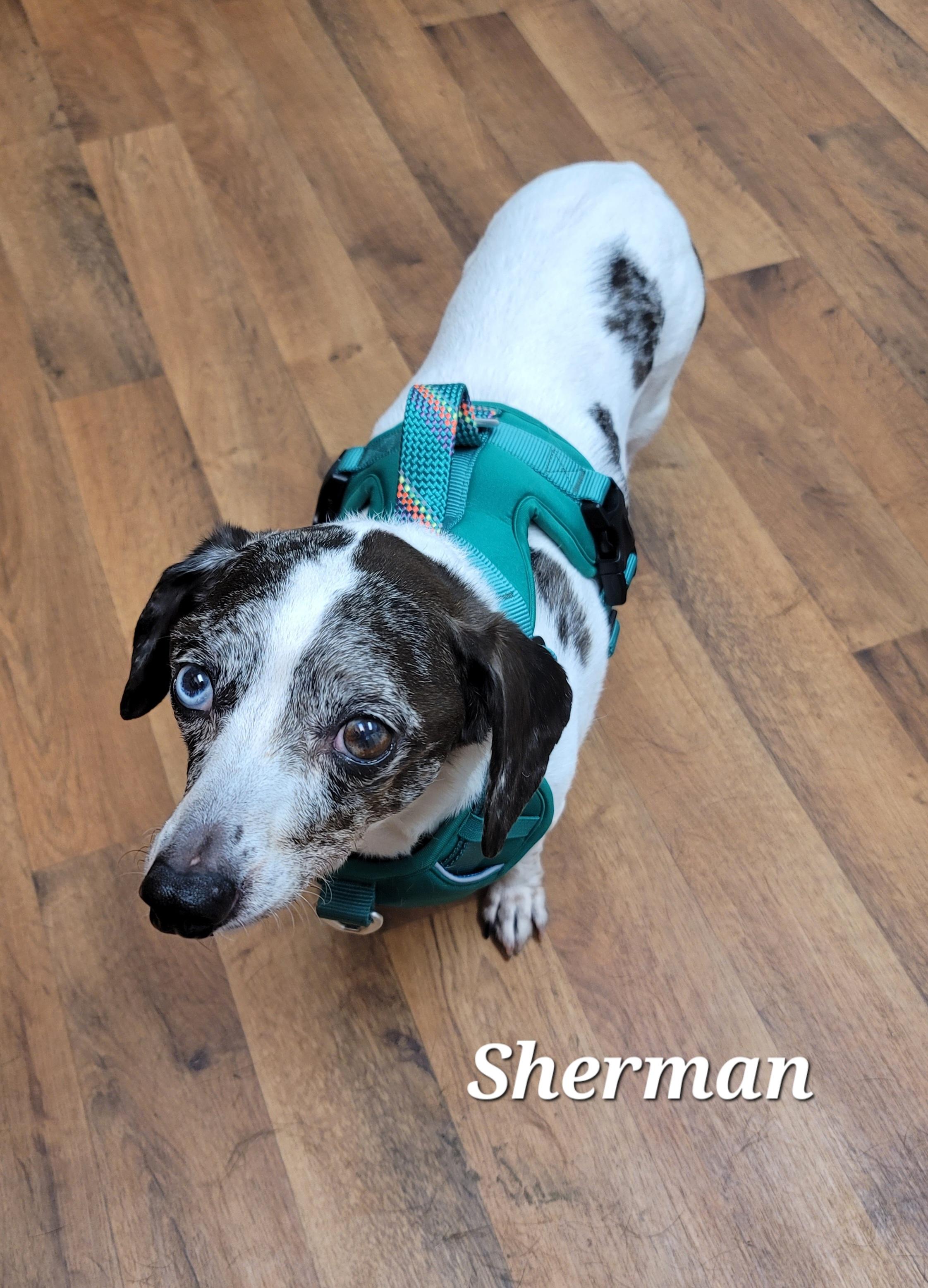 Enlarge Sherman, a Adoptable mixed breed in Midlothian, VA image 1/2