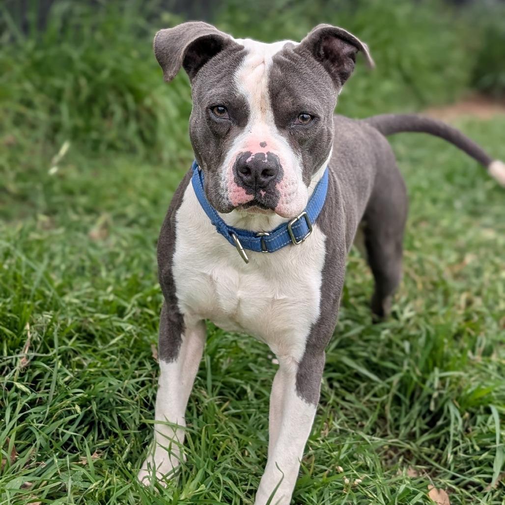 Skippy, Adoptable, Adult Male American Staffordshire Terrier & Mixed Breed.