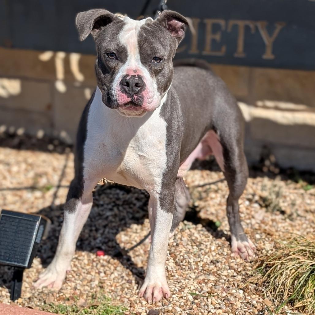 Skippy, Adoptable, Adult Male American Staffordshire Terrier & Mixed Breed.