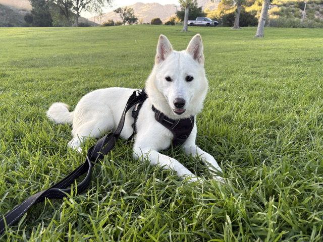 RED, Adoptable, Puppy Female Jindo.