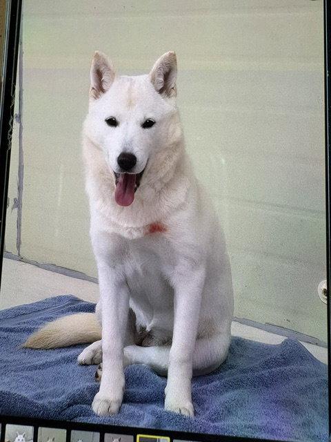 RED, Adoptable, Puppy Female Jindo.