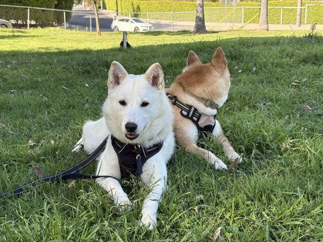 Enlarge RED, a Adoptable Jindo in Agoura Hills, CA image 3/3