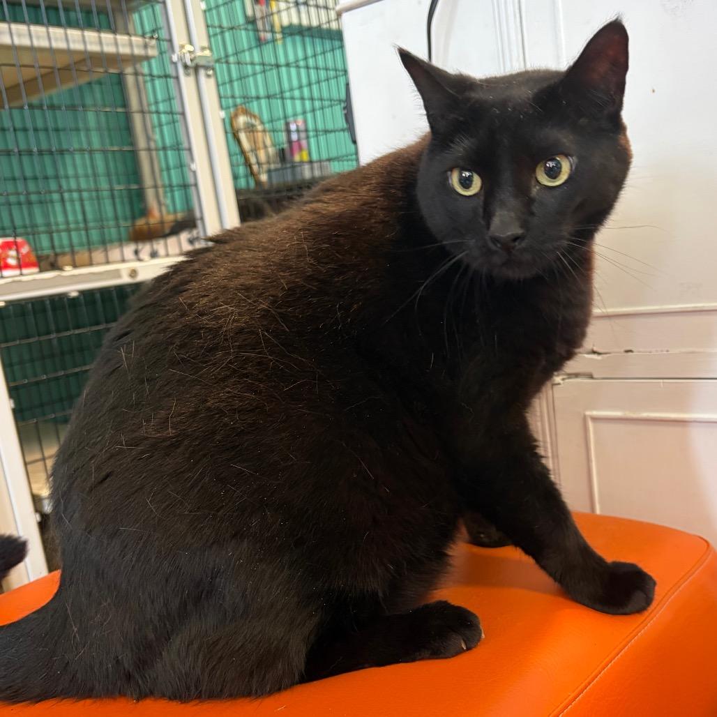 Enlarge Larry, a Adoptable Domestic Short Hair in Lake Jackson, TX image 1/1