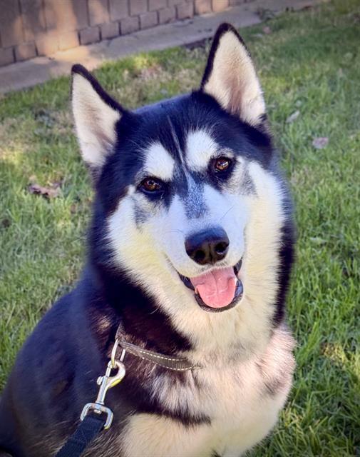 Enlarge ARIEL, a Adoptable Siberian Husky in Lodi, CA image 1/1