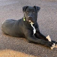 Oscar, Adoptable, Adult Male Black Labrador Retriever & Pit Bull Terrier.