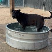Enlarge Oscar, a Adoptable mixed breed in Bernalillo, NM image 2/5