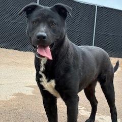 Enlarge Oscar, a Adoptable mixed breed in Bernalillo, NM image 3/5