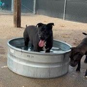Enlarge Oscar, a Adoptable mixed breed in Bernalillo, NM image 4/5