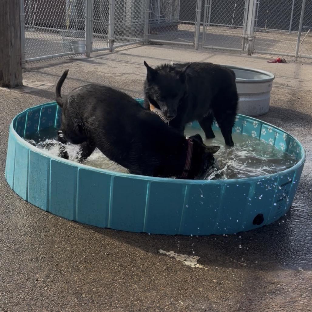 Oscar, a Adoptable mixed breed in Bernalillo, NM image 2/6