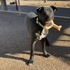 Enlarge Oscar, a Adoptable mixed breed in Bernalillo, NM image 5/5
