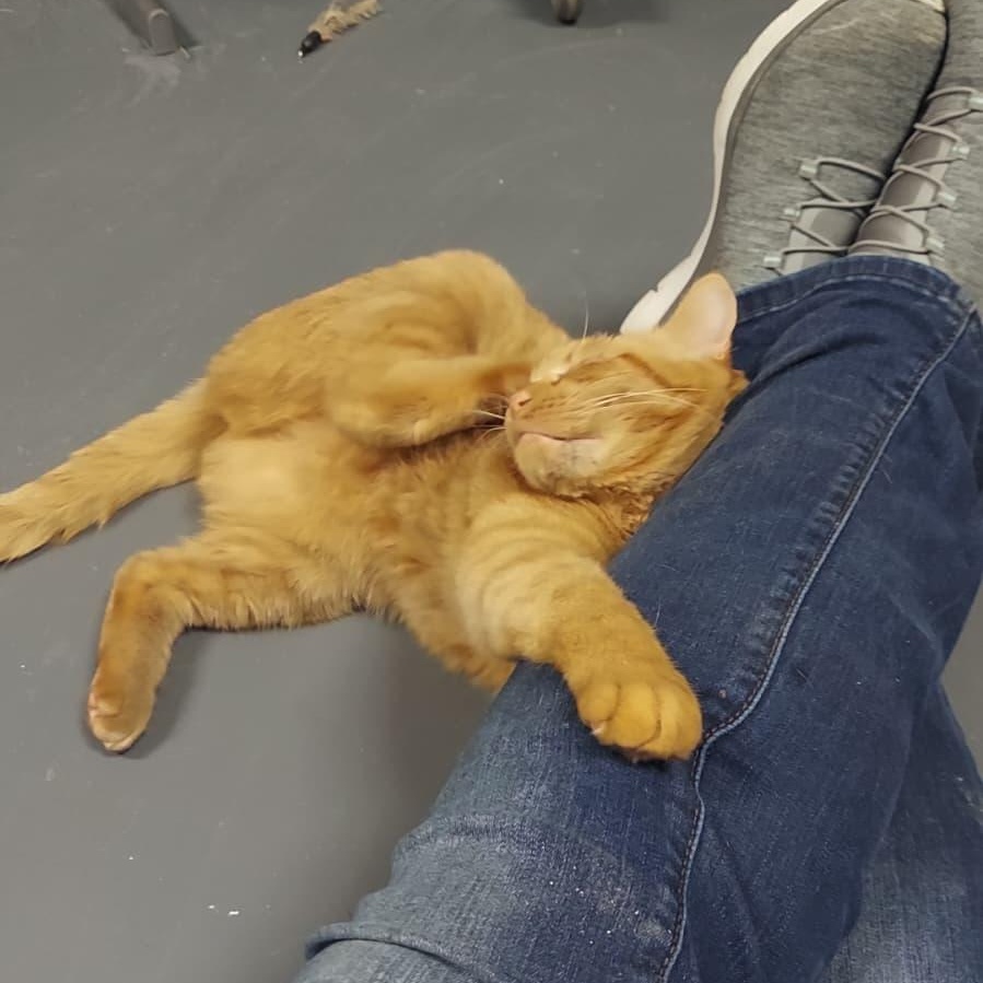 Enlarge Wilma, a ADOPTABLE Domestic Short Hair in Astoria, NY image 2/6