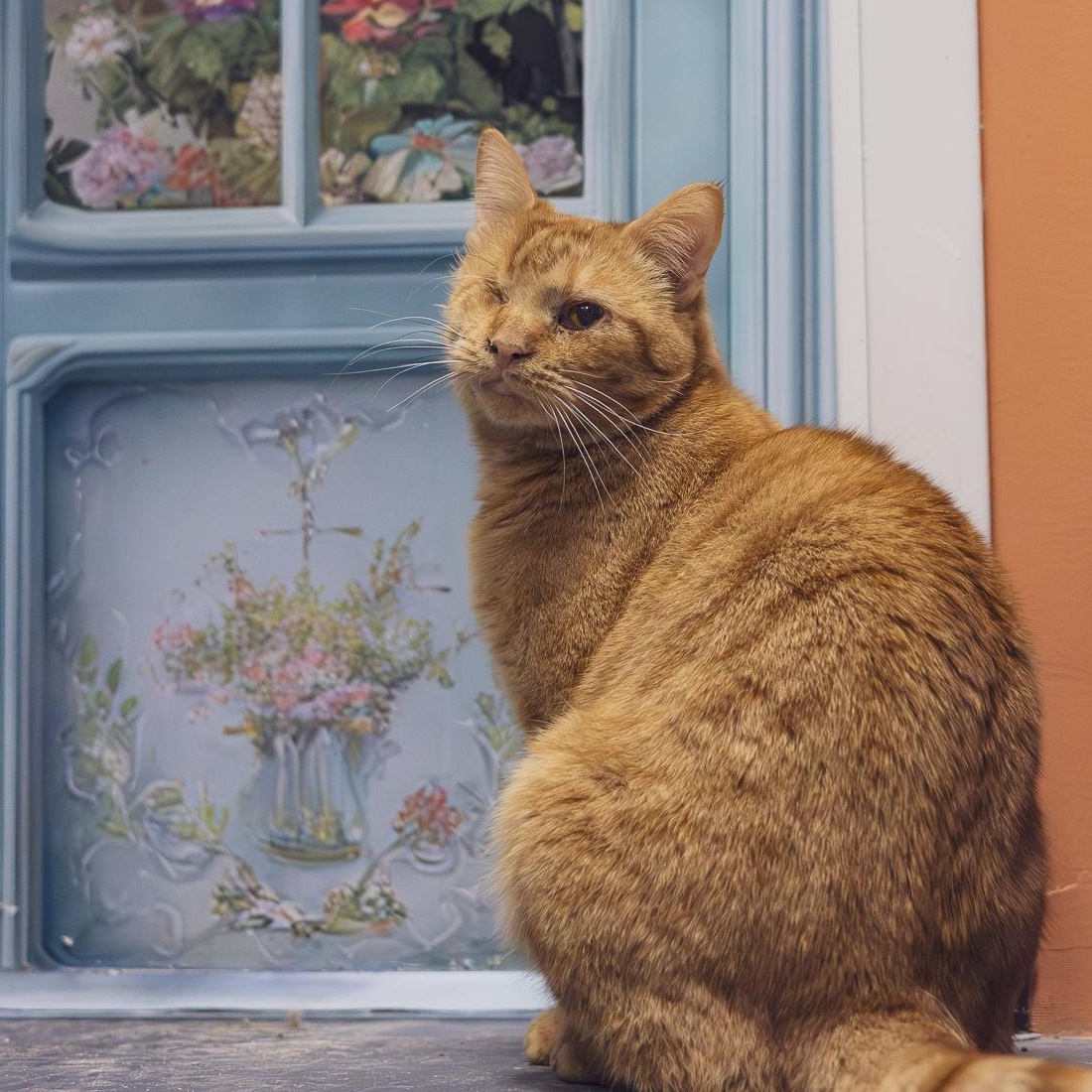 Enlarge Wilma, a ADOPTABLE Domestic Short Hair in Astoria, NY image 6/6