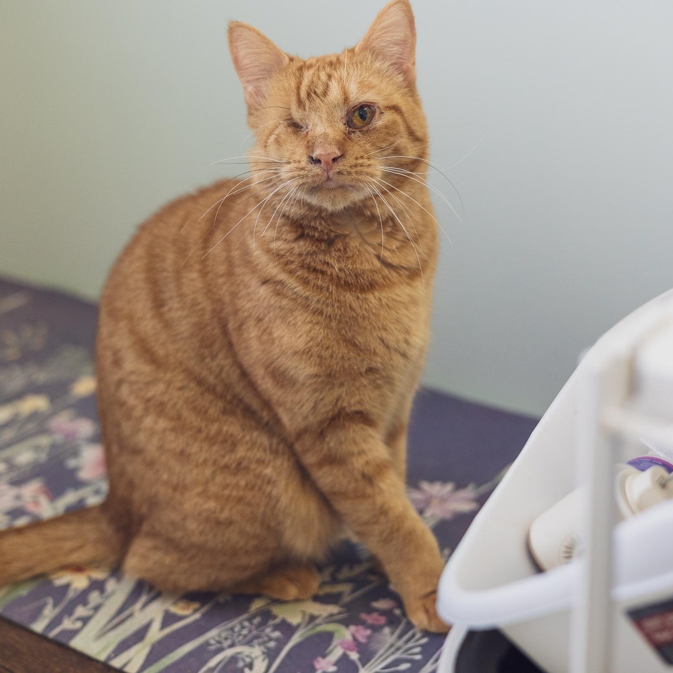 Wilma, ADOPTABLE, Adult Female Domestic Short Hair.