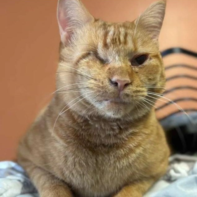 Wilma, ADOPTABLE, Adult Female Domestic Short Hair.