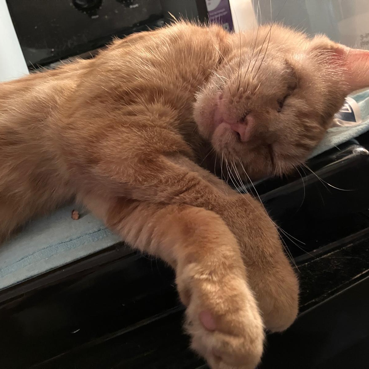 Wilma, ADOPTABLE, Adult Female Domestic Short Hair.