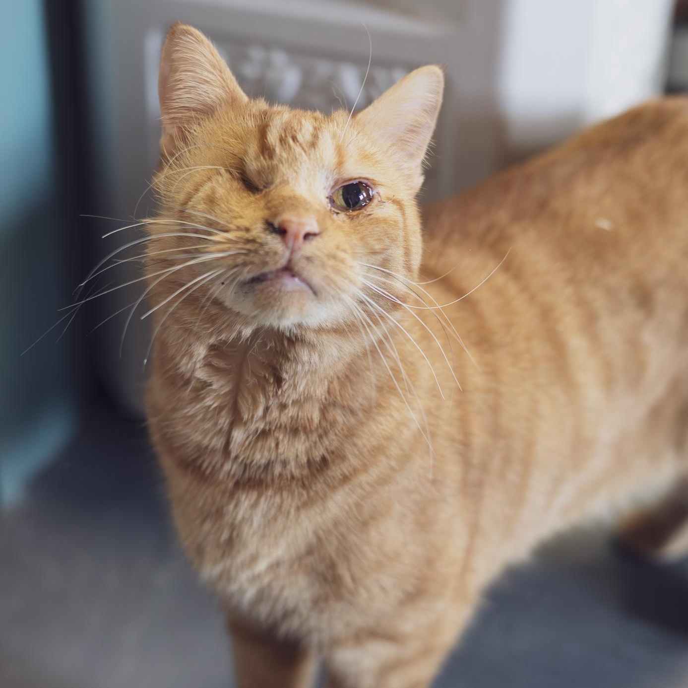 Enlarge Wilma, a ADOPTABLE Domestic Short Hair in Astoria, NY image 5/6