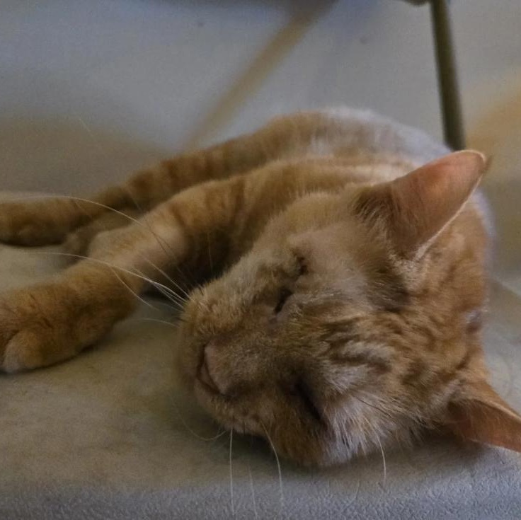 Enlarge Wilma, a ADOPTABLE Domestic Short Hair in Astoria, NY image 2/2