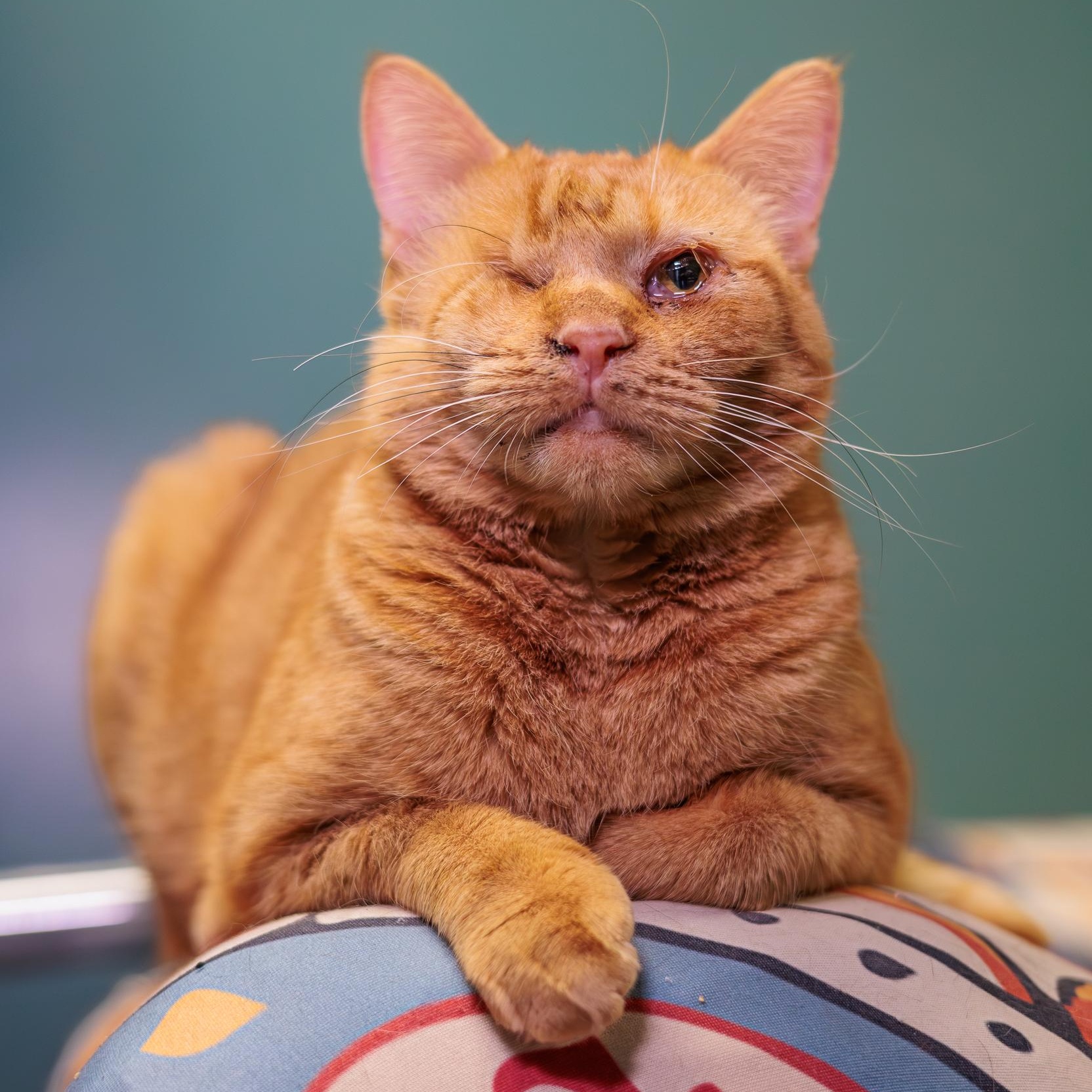 Enlarge Wilma, a ADOPTABLE Domestic Short Hair in Astoria, NY image 4/6