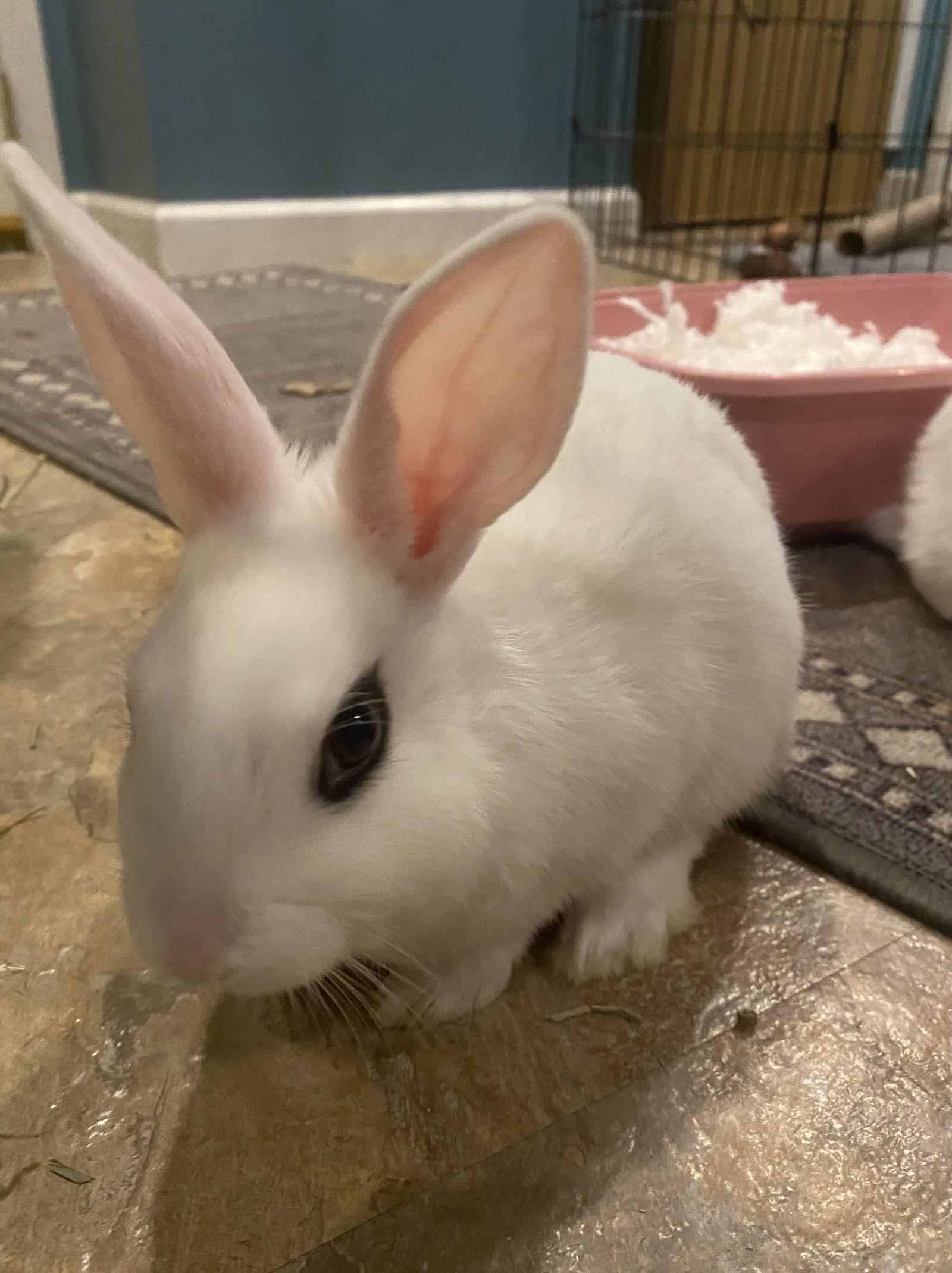 Luna's Comet Rabbit KIT, a Adoptable Hotot in Rockaway, NJ image 1/6