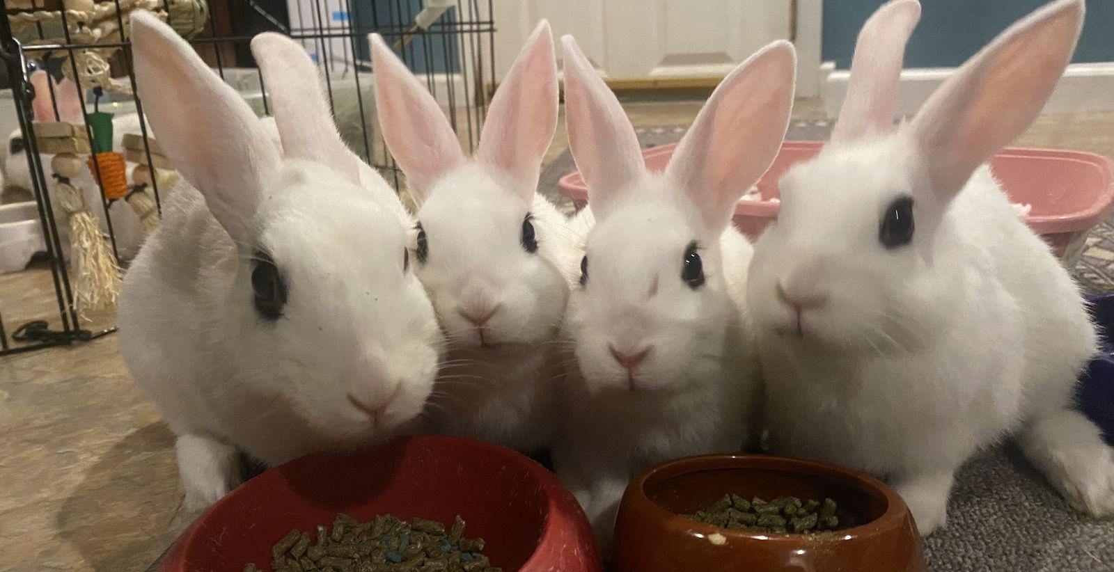 Luna's Comet Rabbit KIT, Adoptable, Baby Female Hotot.