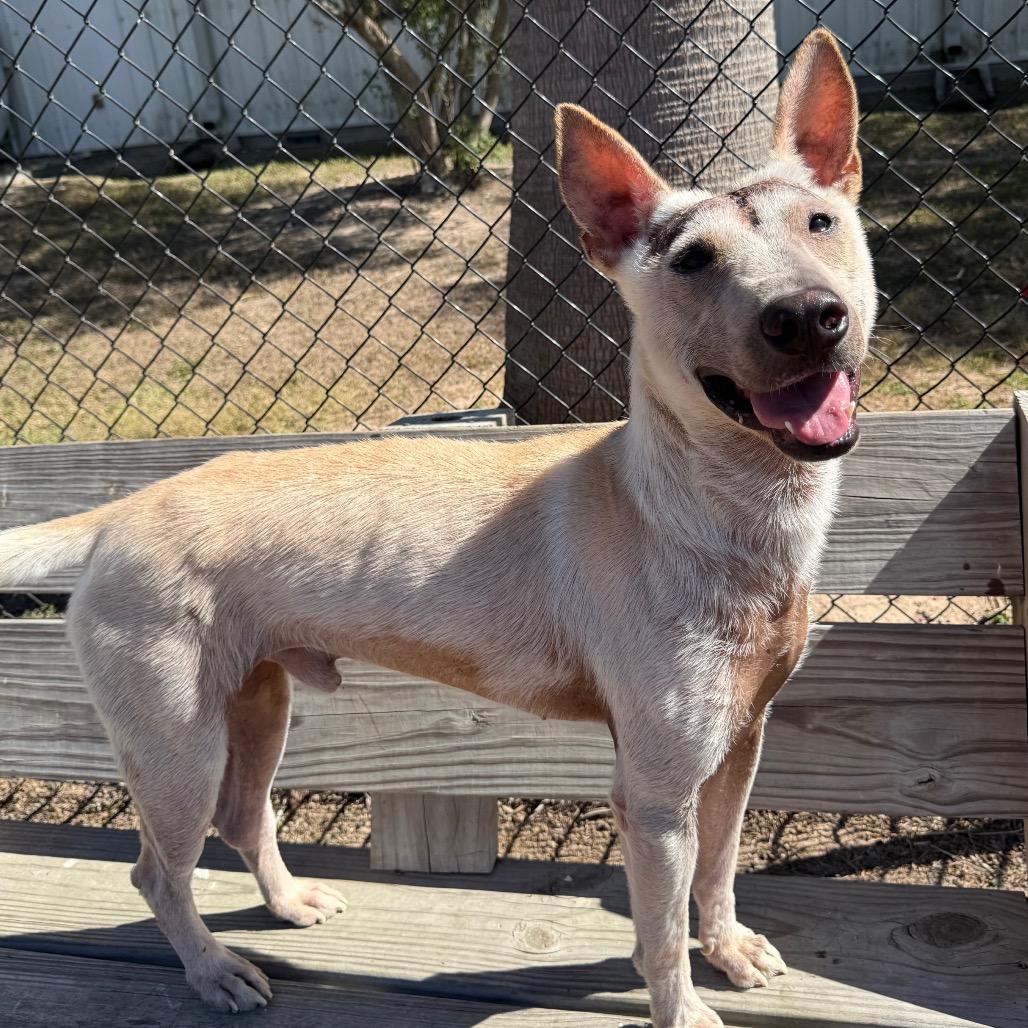Enlarge Dragon, a Adoptable mixed breed in Edinburg, TX image 1/6