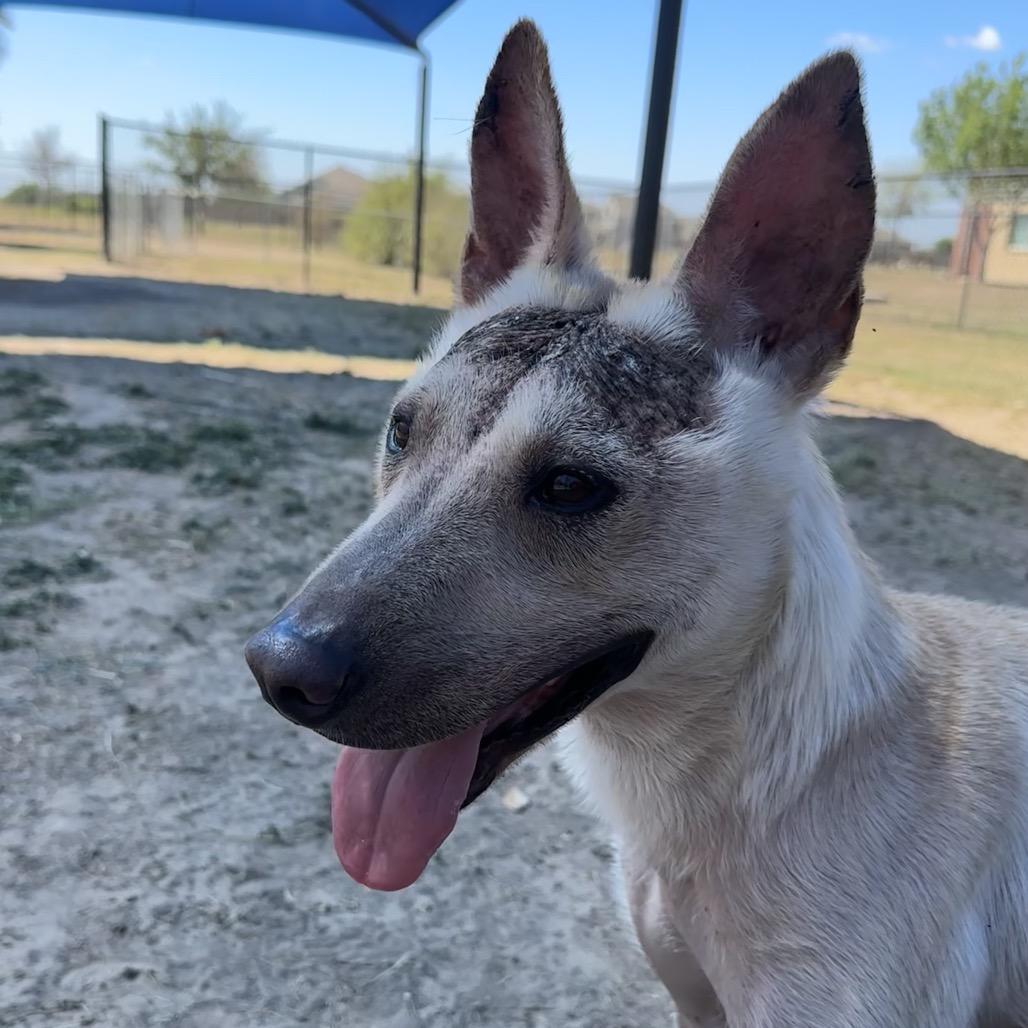Enlarge Dragon, a Adoptable mixed breed in Edinburg, TX image 2/6