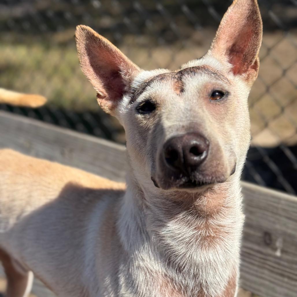 Enlarge Dragon, a Adoptable mixed breed in Edinburg, TX image 3/6