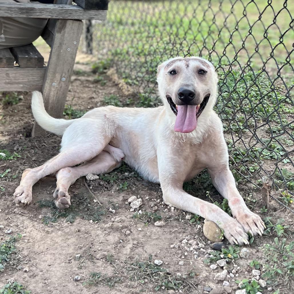 Enlarge Dragon, a Adoptable mixed breed in Edinburg, TX image 4/6
