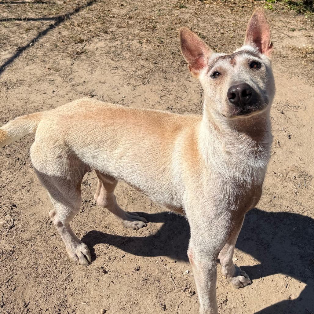 Enlarge Dragon, a Adoptable mixed breed in Edinburg, TX image 5/6
