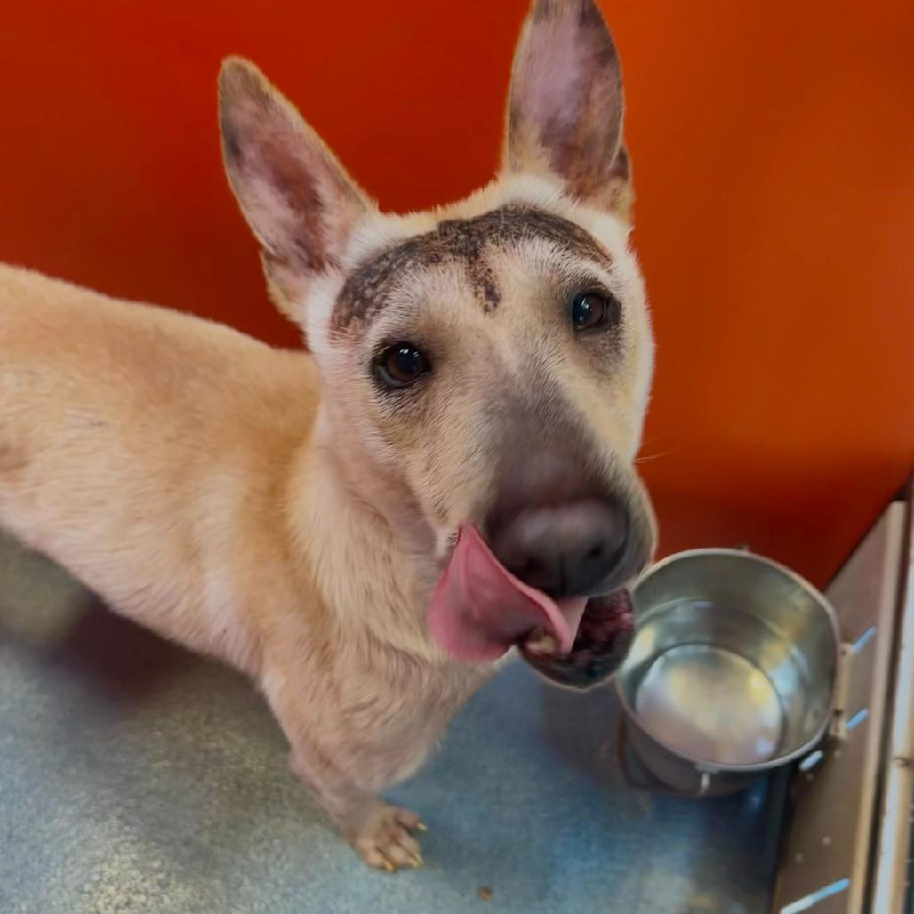 Dragon, a Adoptable mixed breed in Edinburg, TX image 5/6