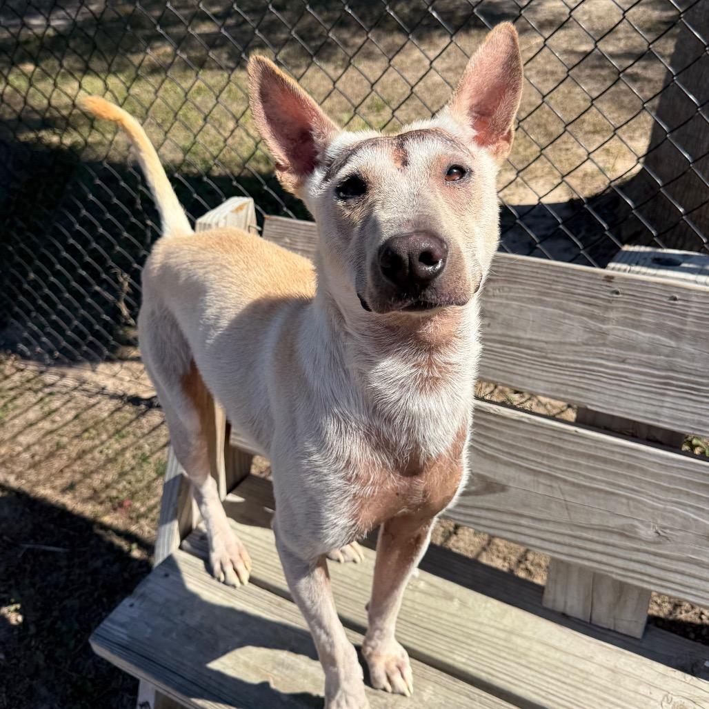 Enlarge Dragon, a Adoptable mixed breed in Edinburg, TX image 6/6