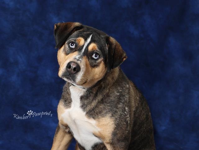 DALLI, Adoptable, Young Female Husky & Parson Russell Terrier.