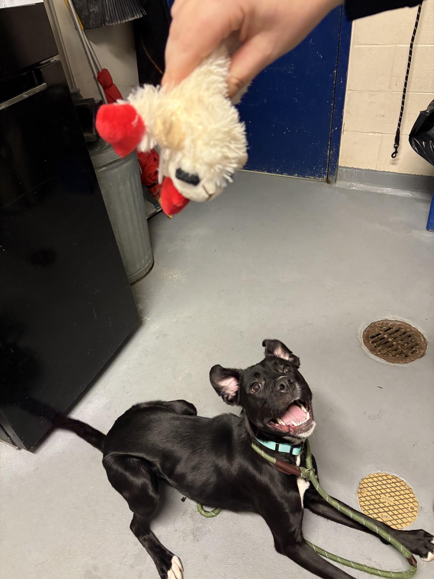 Enlarge Jinu, an adopted mixed breed in Ashland, VA image 3/4