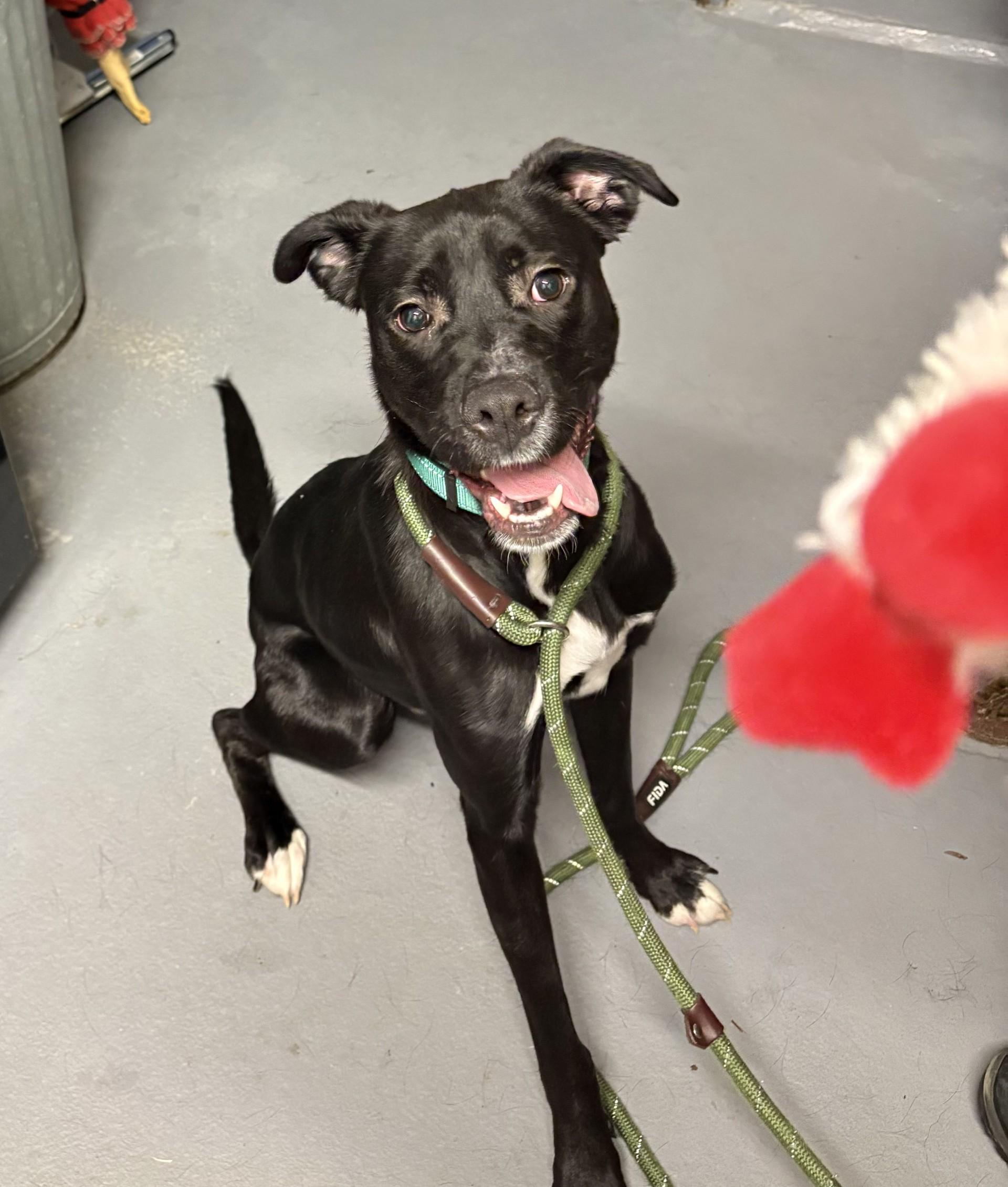 Enlarge Jinu, an adopted mixed breed in Ashland, VA image 4/4