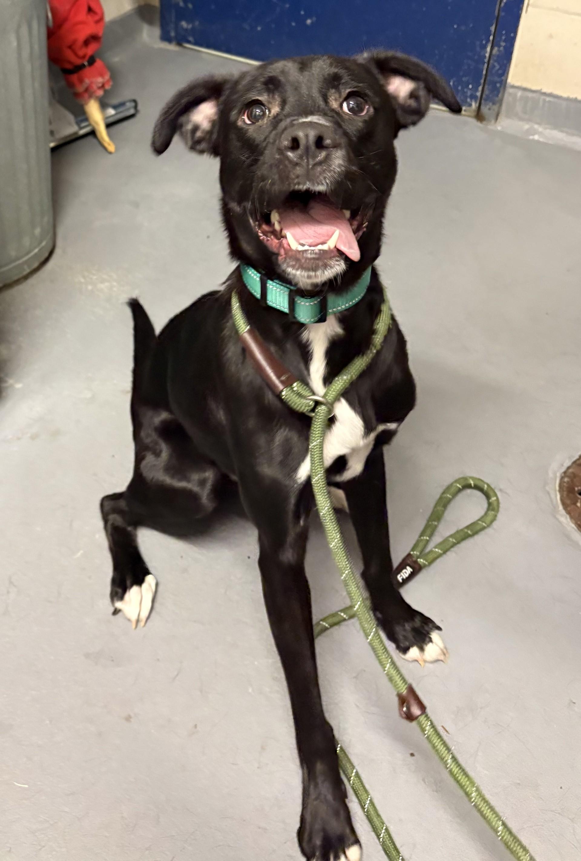 Enlarge Jinu, an adopted mixed breed in Ashland, VA image 1/4