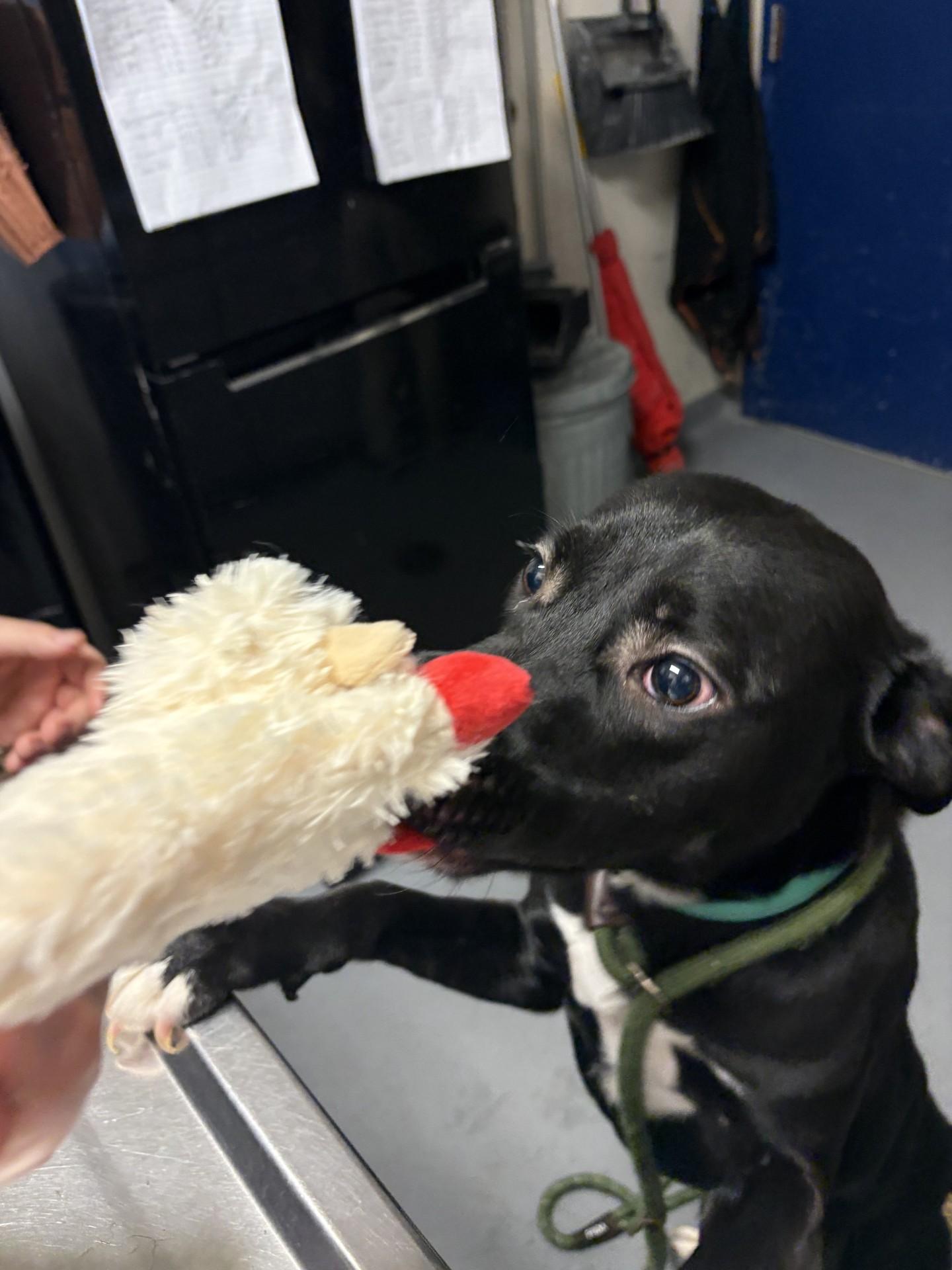 Enlarge Jinu, an adopted mixed breed in Ashland, VA image 2/4