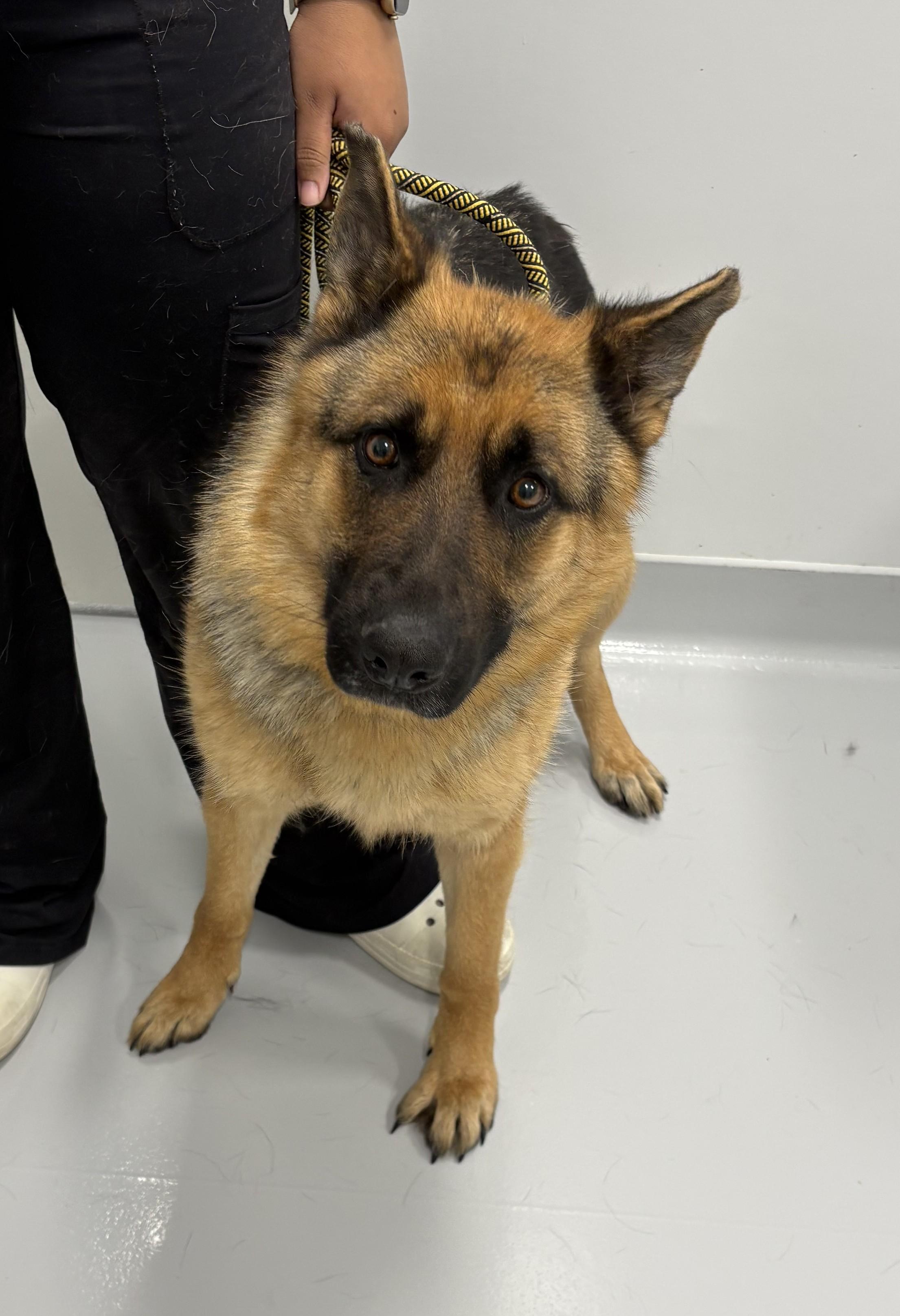 Enlarge Daffodil, a ADOPTABLE German Shepherd Dog in Kankakee, IL image 2/2