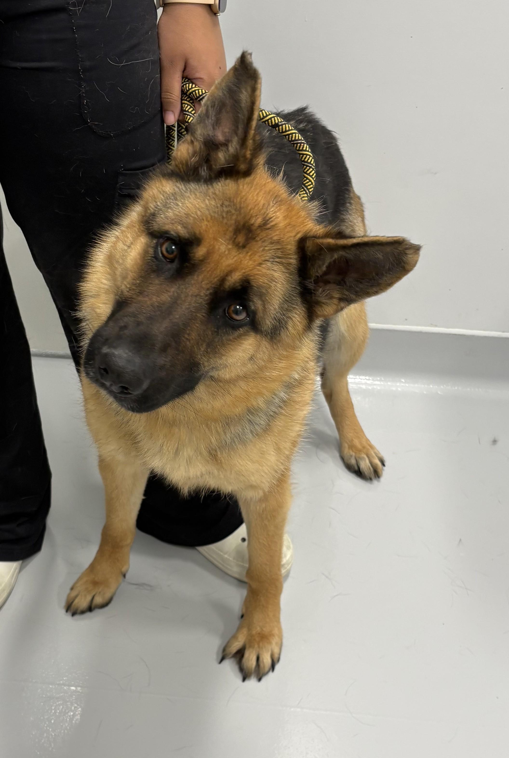 Enlarge Daffodil, a ADOPTABLE German Shepherd Dog in Kankakee, IL image 1/2
